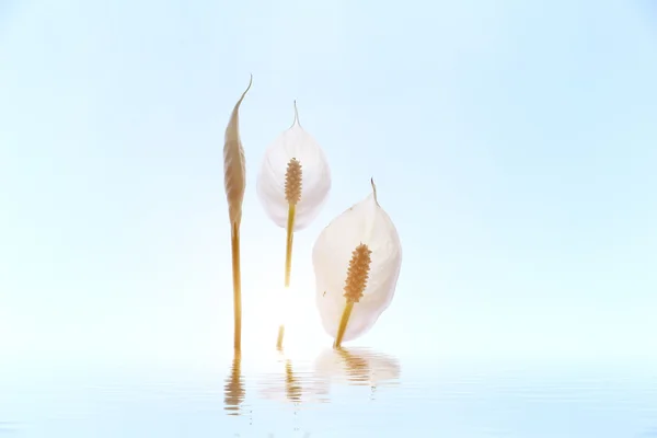 白い花が緑の背景に分離 — ストック写真