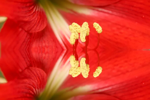 Red lily — Stock Photo, Image