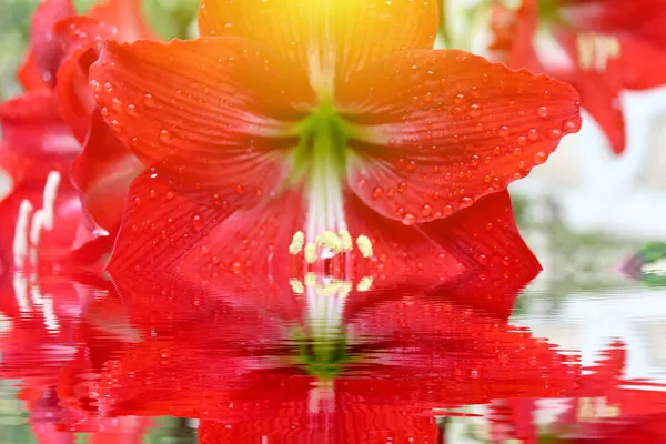 Red lily — Stock Photo, Image