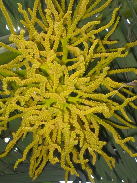 Areca flower — Stock Photo, Image