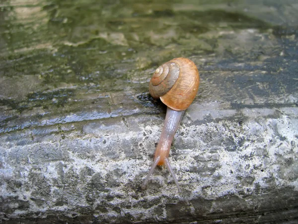 Caracol — Fotografia de Stock