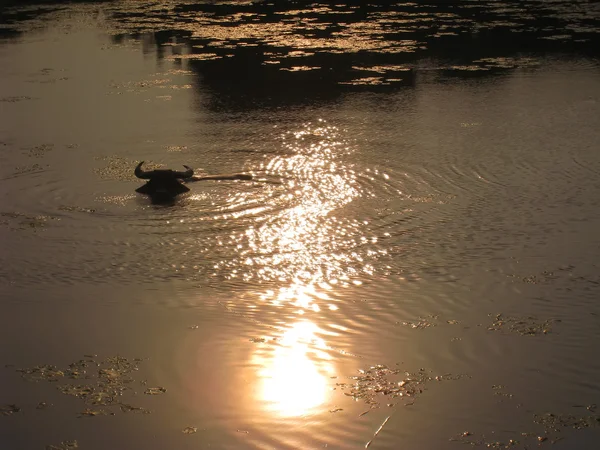 해 가 지는 강 — 스톡 사진