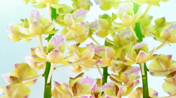 Orchidea isolata su fondo bianco — Foto Stock