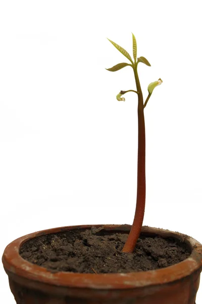 Seedling isolated on white background — Stock Photo, Image