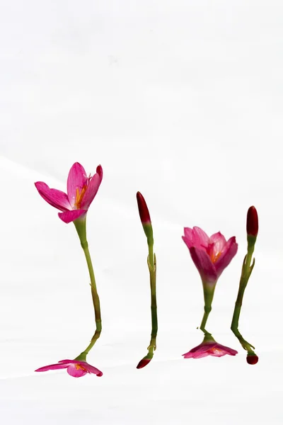 Fiori rosa fioritura — Foto Stock