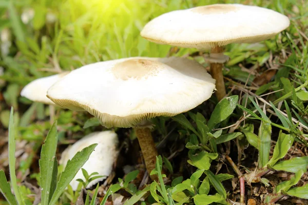 Champignon vokser på græsset - Stock-foto