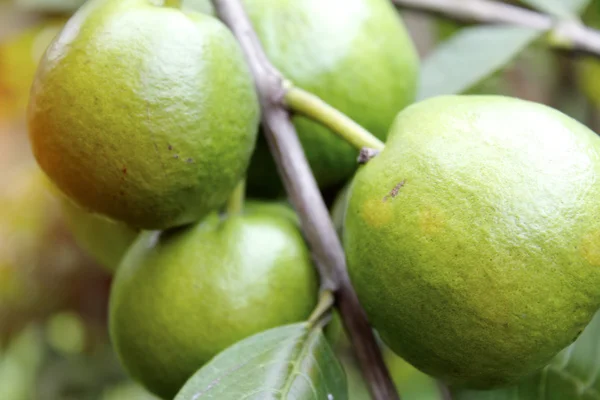Olgun guava — Stok fotoğraf