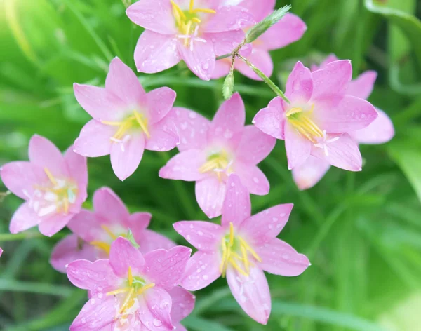 Lyserøde blomster blomstrende - Stock-foto