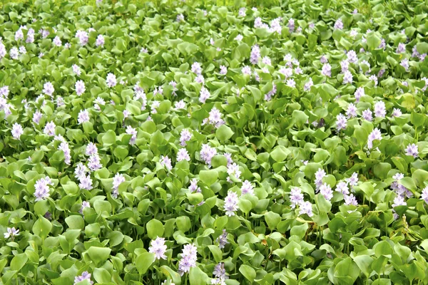 Hyacinth flowers — Stock Photo, Image