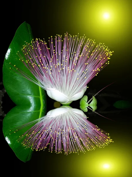 Flores púrpuras floreciendo en la noche — Foto de Stock