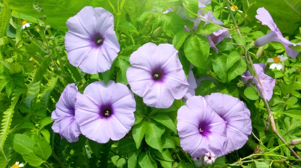 Flores convolvulus — Foto de Stock