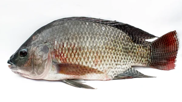 Tilapia — Zdjęcie stockowe