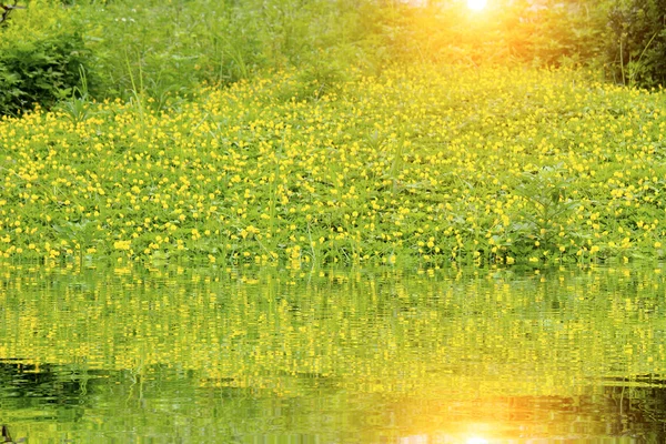 Fleurs jaunes — Photo