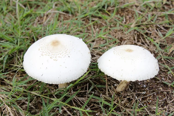 Paddestoelen groeien op het gras — Stockfoto