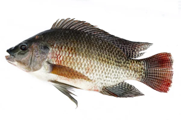 Tilapia — Zdjęcie stockowe