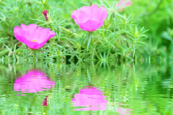 Rosa Blume — Stockfoto