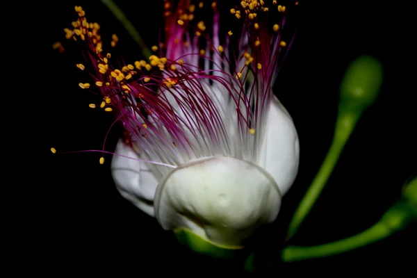 Fleurs pourpres fleurissant dans la nuit — Photo