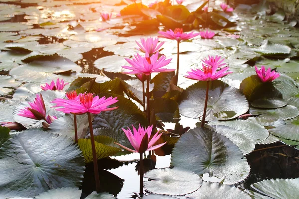 Water lily — Stock Photo, Image