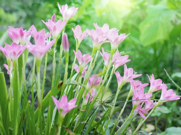 Pink flowers blooming — Stock Photo, Image