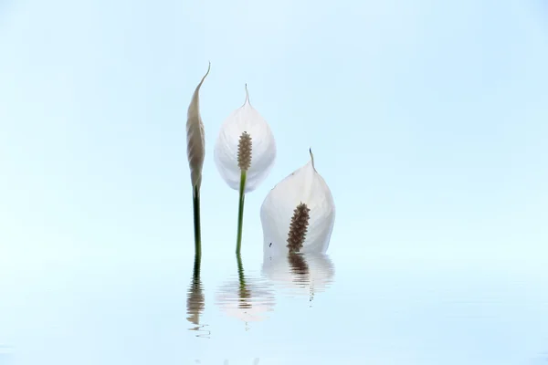 녹색 배경에 고립 된 흰 꽃 — 스톡 사진