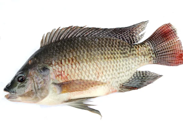 Tilapia — Zdjęcie stockowe