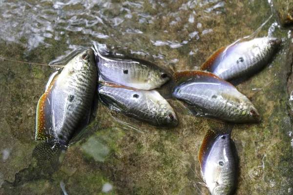 Рыба в воде — стоковое фото