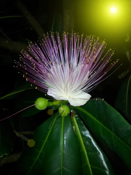 Lila blommor blommar i natten — Stockfoto