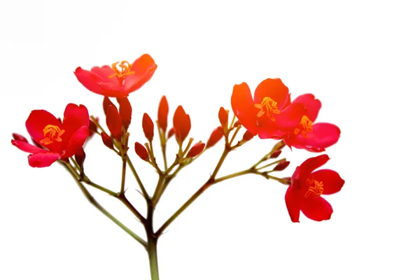 Red flower — Stock Photo, Image