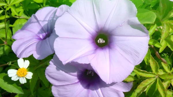 Согнутые цветки — стоковое фото