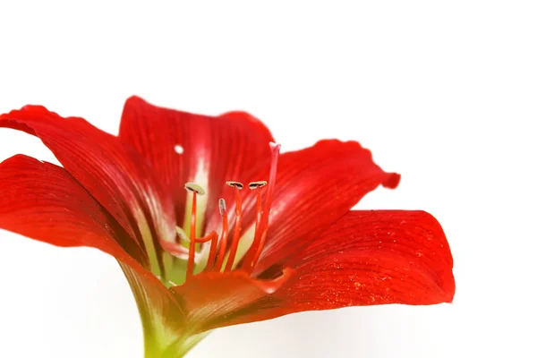 Red lily — Stock Photo, Image