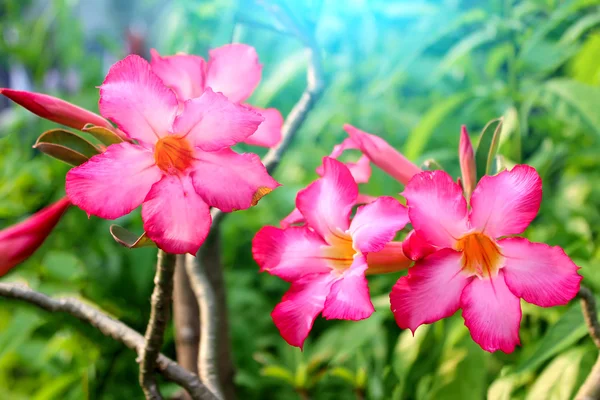 Rosa blomma — Stockfoto