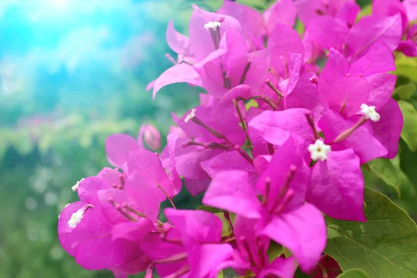 Flor roja —  Fotos de Stock