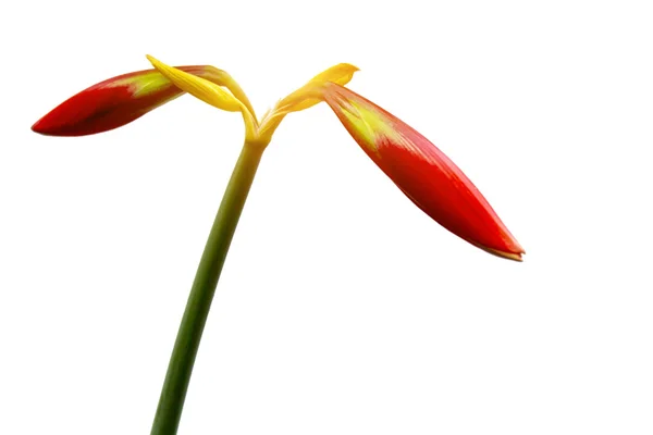 Red lily — Stock Photo, Image