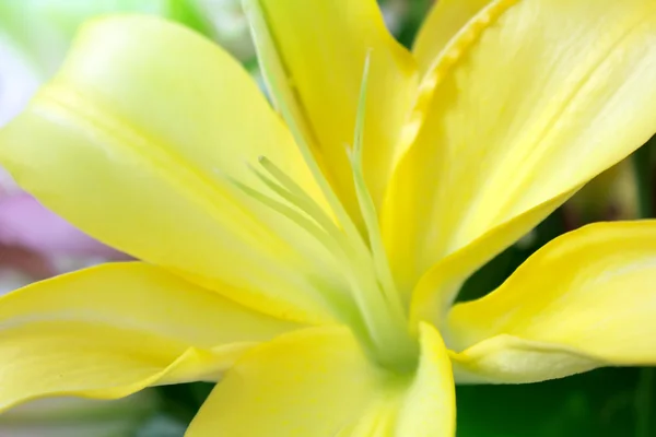 Gul blomst - Stock-foto