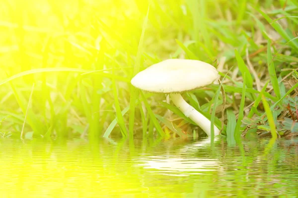 Cogumelo na natureza — Fotografia de Stock