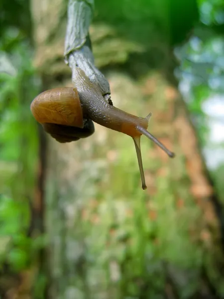 Snail crawling on the ground — Stock Photo, Image