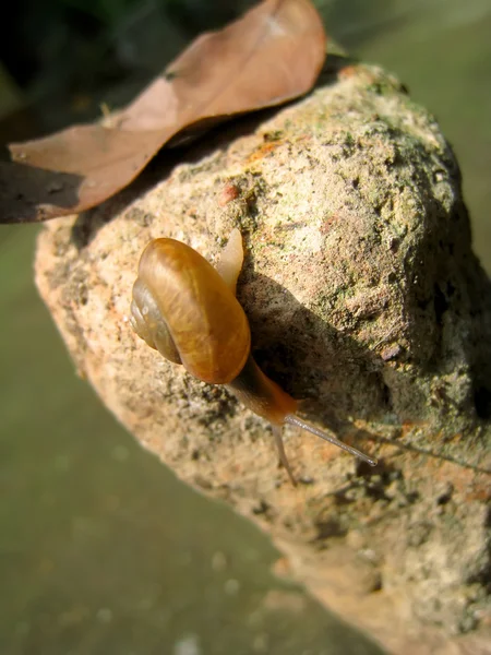 Caracol rastejando no chão — Fotografia de Stock