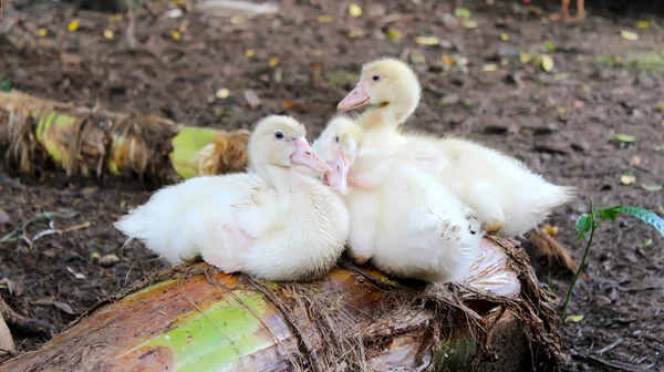 赤ちゃんの白鳥 — ストック写真