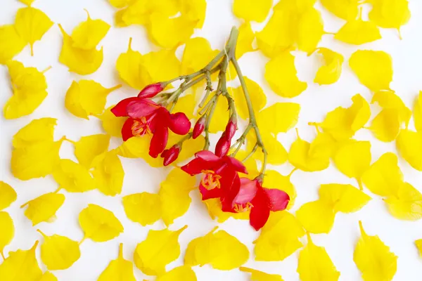 Yellow flower — Stock Photo, Image