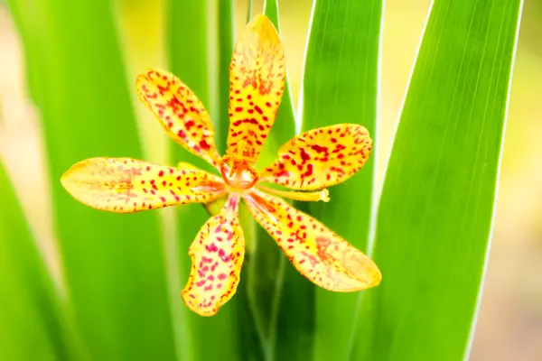 Gelbe Blüte — Stockfoto