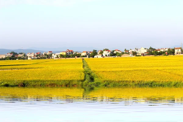 Campo de arroz — Foto de Stock