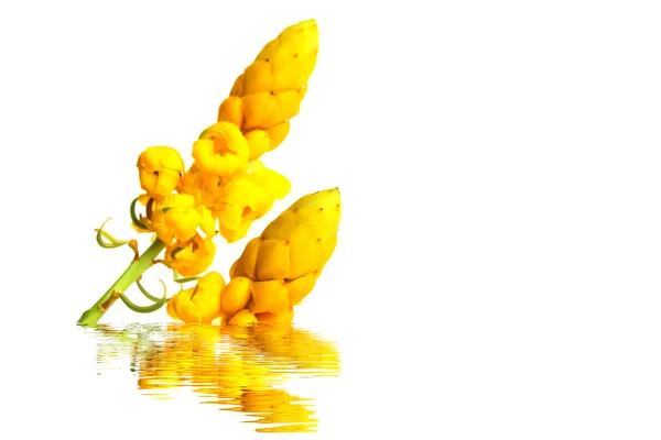 Yellow flower — Stock Photo, Image