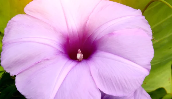 Convolvulus flowers — Stock Photo, Image