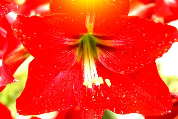 Red lily — Stok Foto