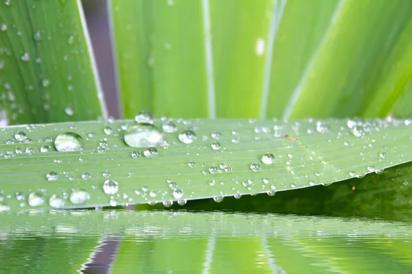 The leaf — Stock Photo, Image