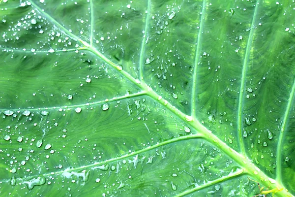 La hoja — Foto de Stock