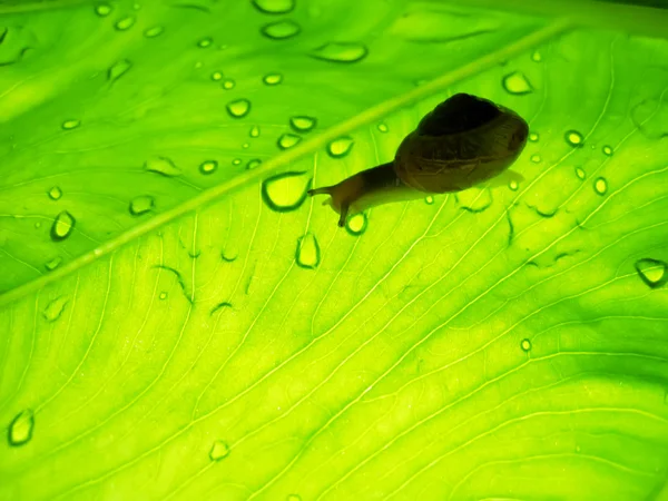 Pequeño caracol marrón sobre una hoja verde — Foto de Stock