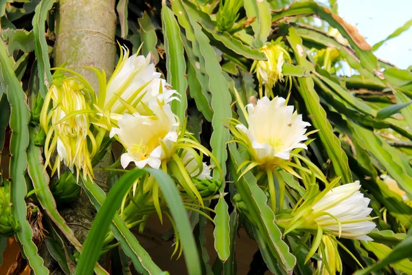 Dragon flower — Stock Photo, Image