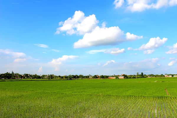 Campo de Paddy — Fotografia de Stock