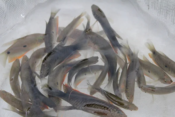 Peces en el agua — Foto de Stock